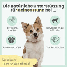 Lade das Bild in den Galerie-Viewer, Noms+ 10% CBD Tropfen für Hunde | 100% natürlich & sanft | 10ml Öl | Fräulein Plath