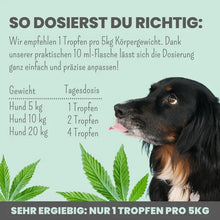 Lade das Bild in den Galerie-Viewer, Noms+ 10% CBD Tropfen für Hunde | 100% natürlich & sanft | 10ml Öl | Fräulein Plath