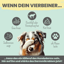 Lade das Bild in den Galerie-Viewer, Probio Belly Snacks für Hunde | Gegen Durchfall & Verstopfung | Stärkt die Darmflora | Vegan & tierleidfrei | 200g