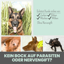 Lade das Bild in den Galerie-Viewer, Anti-Zecken Spray für Hunde gegen Flöhe, Zecken, Milben & Mücken | 100% Chemiefrei | 100ml Jahresvorrat