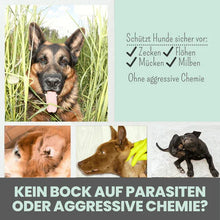 Lade das Bild in den Galerie-Viewer, 1x Zpray & 1x 150g Zistrosen-Tabs | Pflanzlicher Anti-Zecken Schutz für Hunde gegen Flöhe, Zecken, Milben & Mücken | 100% Chemiefrei | Sparpaket