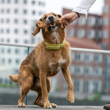 Lade das Bild in den Galerie-Viewer, Öko-Hundespielzeug "Diego Dackel" | 100% Baumwolle & recyclebar | Natürliche Zahnpflege