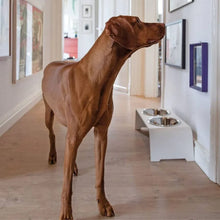 Lade das Bild in den Galerie-Viewer, Futterstation dogBar® für Hunde | Edelstahl | Weiss | 5 Größen