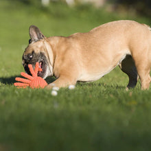 Lade das Bild in den Galerie-Viewer, Öko-Hundespielzeug "Thaddäus" | 100% Baumwolle & recyclebar | Natürliche Zahnpflege