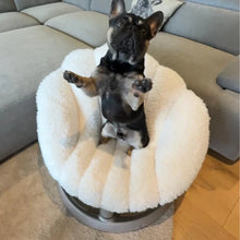 Lade das Bild in den Galerie-Viewer, Schwingendes Haustierbett SHELL von TAVO| Für Hund & Katze | GREENGUARD-Gold-Zertifizierung