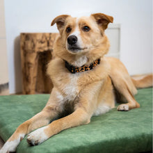 Lade das Bild in den Galerie-Viewer, Nachhaltige Öko Hundematratze "SoftPET" von Rexproduct | 100% schadstofffrei & recycelt | 8 Farben