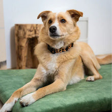 Lade das Bild in den Galerie-Viewer, Nachhaltige Öko Hundematratze "SoftPET" von Rexproduct | 100% schadstofffrei & recycelt | 8 Farben