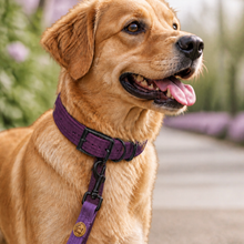 Lade das Bild in den Galerie-Viewer, Hundehalsband mit Dornschnalle | Korkleder | Robust & Vegan | Flieder/schwarz | Fräulein Plath