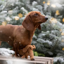 Lade das Bild in den Galerie-Viewer, Öko-Hundespielzeug "Diego Dackel" | 100% Baumwolle & recyclebar | Natürliche Zahnpflege