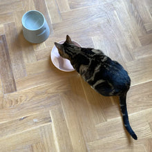 Lade das Bild in den Galerie-Viewer, Katzennapf "Plate" von HOOPO® | 100% Porzellan | 300 ml | Rosa