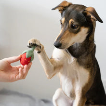 Lade das Bild in den Galerie-Viewer, Hundespielzeug Spar-Set "Superfood XL" | 100% Schafwolle | Schadstofffrei, zahnpflegend & schwimmfähig