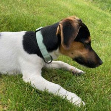 Lade das Bild in den Galerie-Viewer, Hundehalsband mit Klickverschluss | Korkleder | Umweltfreundlich | Robust & Vegan | Mint/Schwarz
