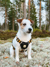 Lade das Bild in den Galerie-Viewer, Nachhaltiges Hundegeschirr | Recycelt & reflektierend | Sea to Summit