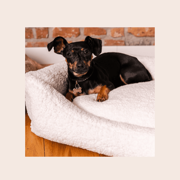 Mein Hund schläft schlecht – was tun?