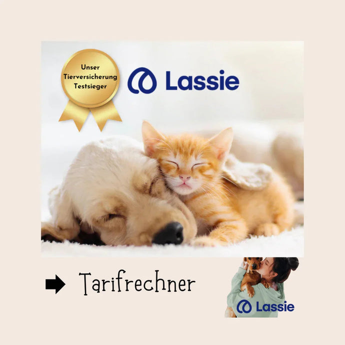 Beste Hundekrankenversicherung Lassie - warum Lassie Tierversicherung Testsieger ist