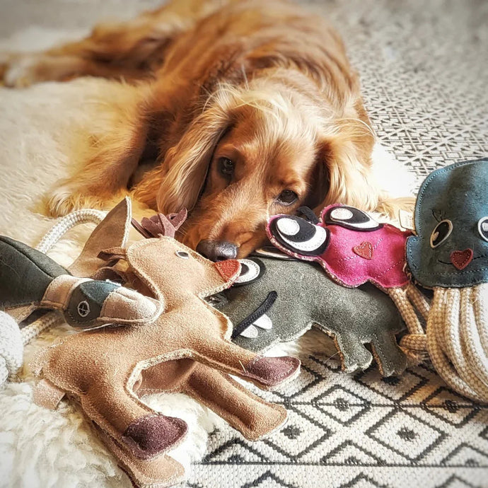 Welches Hundespielzeug ist am besten geeignet? Natürlich schadstofffrei