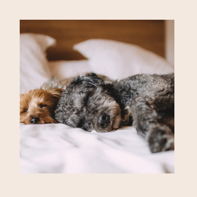 CBD Öl für Hunde: Wobei kann es deinen Hund unterstützen?