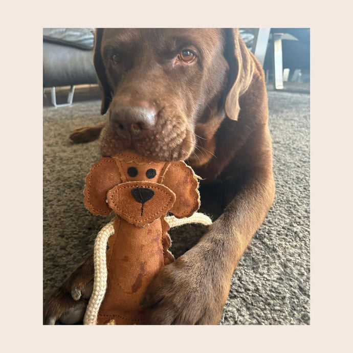 Wie Hundespielzeug länger hält – Tipps zu Wildleder, Olivenholz, Schafwolle & Kaffeeholz