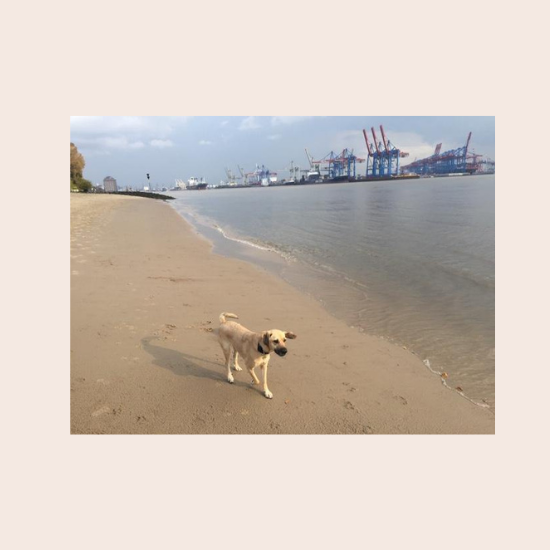 Der ökologische Pfotenabdruck. Was ist das eigentlich?