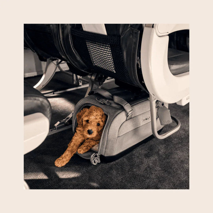 Flugzeug Transporttasche für deinen Hund - welche Tasche für Hunde im Flugzeug?
