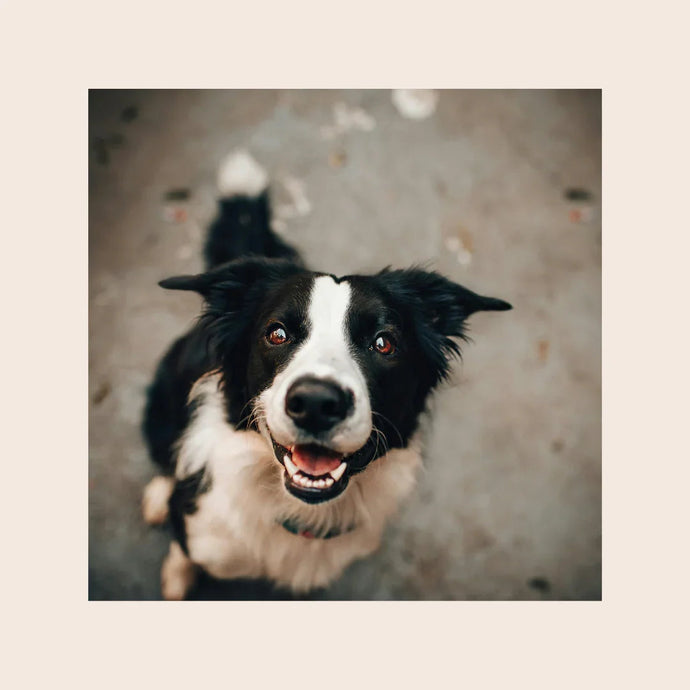 Welches ist das beste Dentalspray für Hunde und Katzen? Ein Beitrag für sorgsame Tierliebhaber!