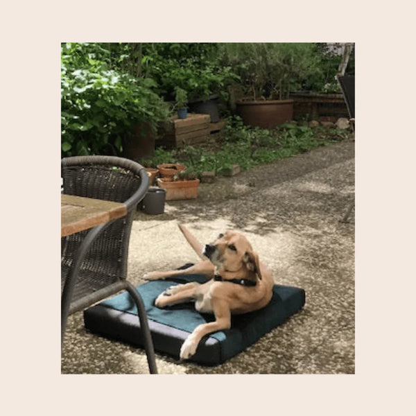 Hund auf orthopädischem Hundebett im Garten, komfortables Hundezubehör für draußen