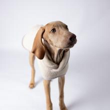 Lade das Bild in den Galerie-Viewer, Hundebademantel Cozy Hug von Caruso - OEKO-TEX® zertifiziert - Beige - 6 Größen - Hund guckt in die Kamera

