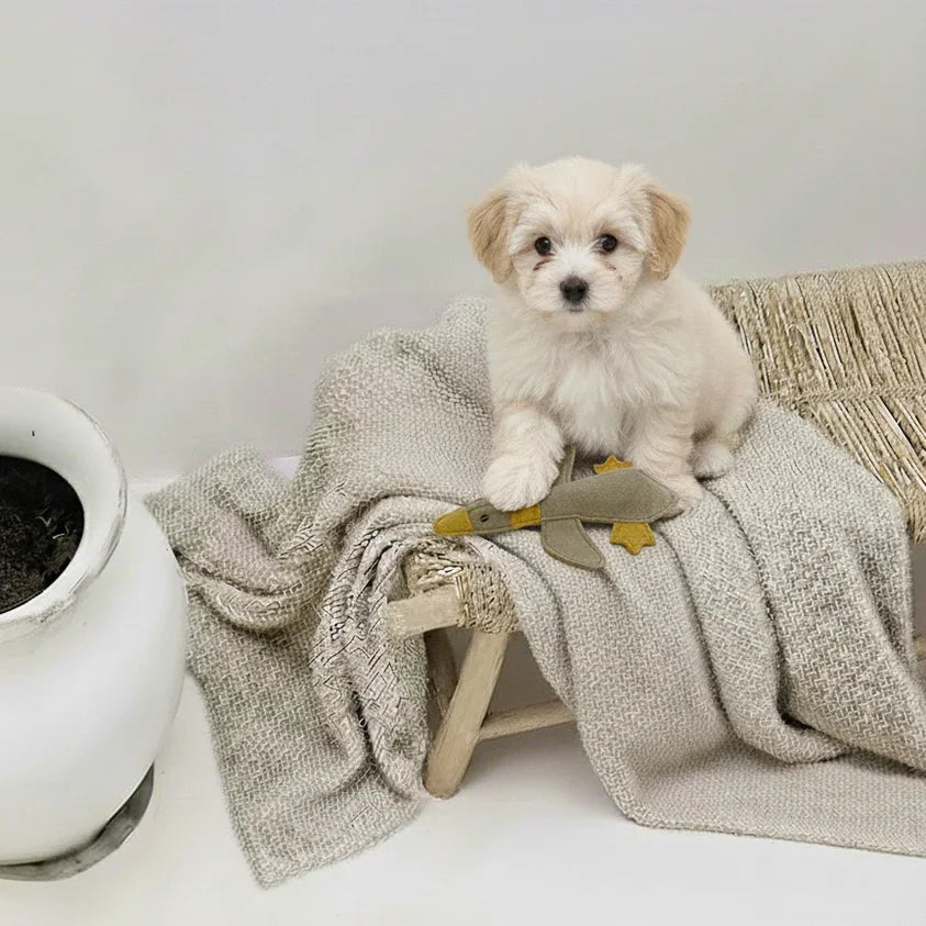 Nachhaltiges BUDDY. Hundespielzeug aus Leder für kleine Hunde 