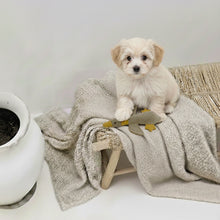 Lade das Bild in den Galerie-Viewer, Nachhaltiges BUDDY. Hundespielzeug aus Leder für kleine Hunde "Ente" - schadstofffrei
