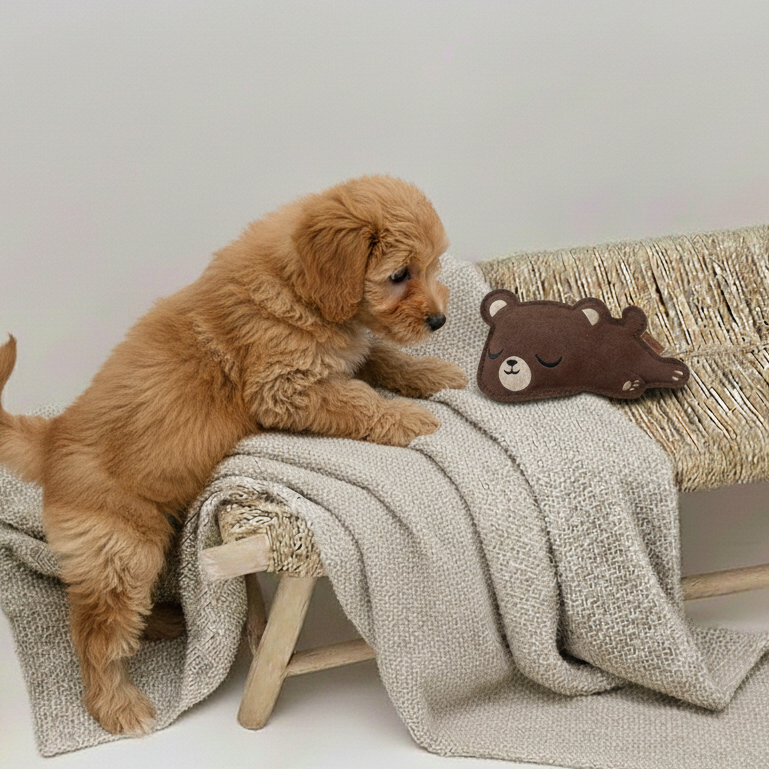 Kleiner hellbrauner Hund mit den Vorderpfoten auf einer Bank neben dem BUDDY. Lederspielzeug Bär
