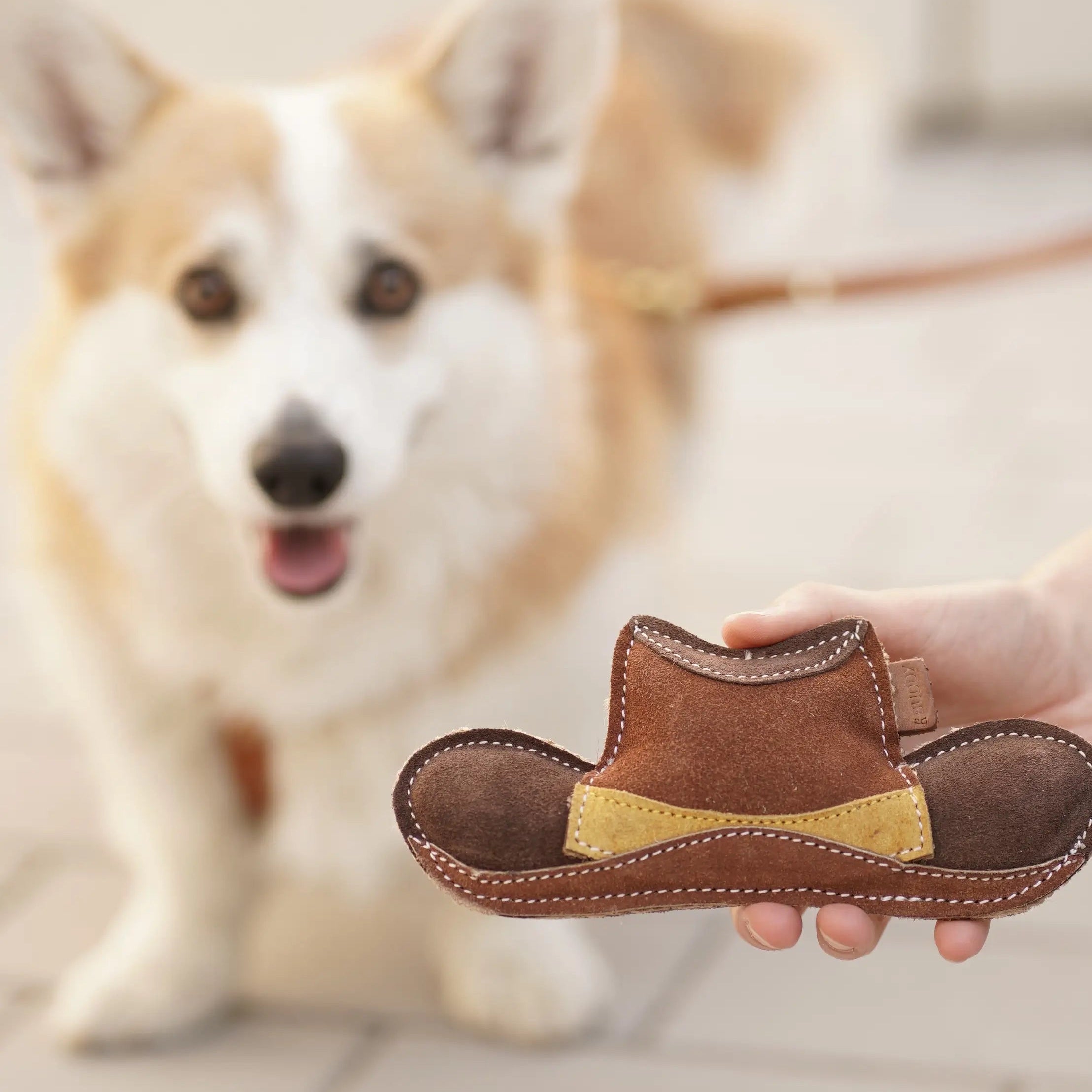 BUDDY. Leder-Cowboyhut wird einem hellbraun-weißen Hund zum Spielen hingehalten
