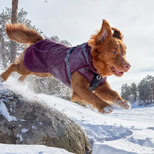 Lade das Bild in den Galerie-Viewer, Hurtta Hundemantel / Hundejacke Warming Midlayer - Farbe: Eggplant (Weinrot) - Hund in der Natur
