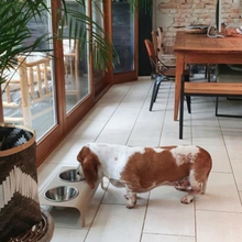 Lade das Bild in den Galerie-Viewer, LABBVENN RICO Futterstation für Hunde | Edelstahlnäpfe | 3 Größen | Mokka
