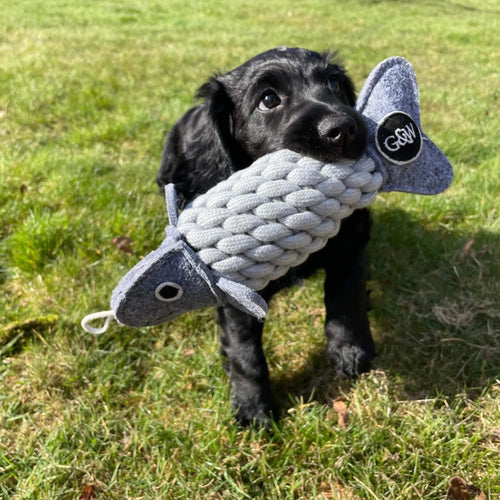 Foto Fisch im Maul von Hund Spielzeug für Hunde mit recycelter Flasche 