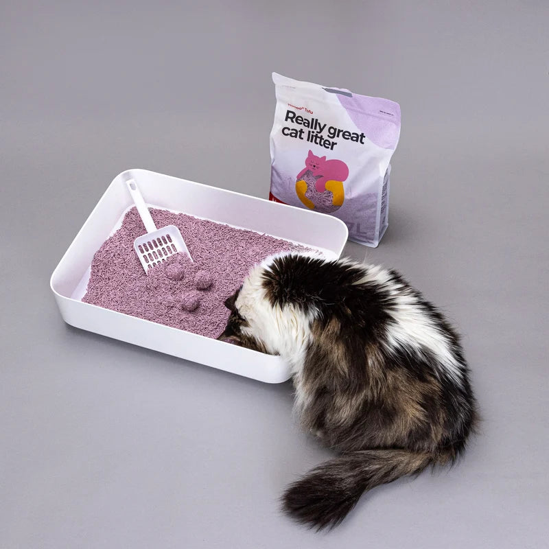 Katze neben einer weißen Katzentoilette mit lilafarbener HOOPO Tofu-Katzenstreu Lavendel und Streuschaufel
