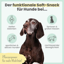 Lade das Bild in den Galerie-Viewer, Noms+ Gelenk-Komplex für Hunde | natürliche Gelenkunterstützung | Snacks mit Glucosamin, MSM und Kurkuma | Vegan &amp; tierleidfrei | 200g | Frühzeitig unterstützen
