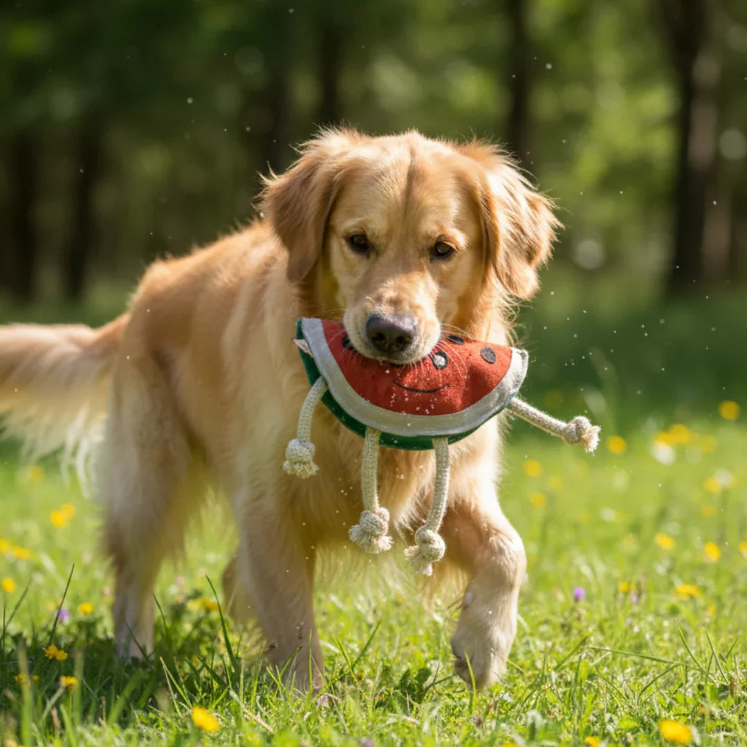 Nachhaltiges Fräulein Plath Hundespielzeug 