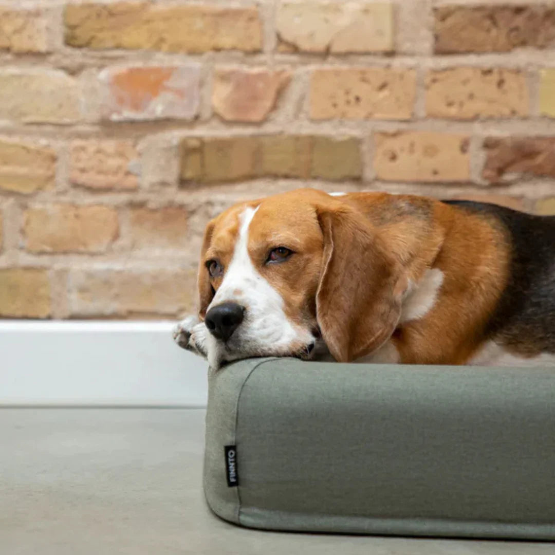 FINNTO® Hundebett orthopädisch | Antiallergen | FAIRTRADE zertifiziert & Oeko-Tex® Standard | Olivegrau | Fräulein Plath