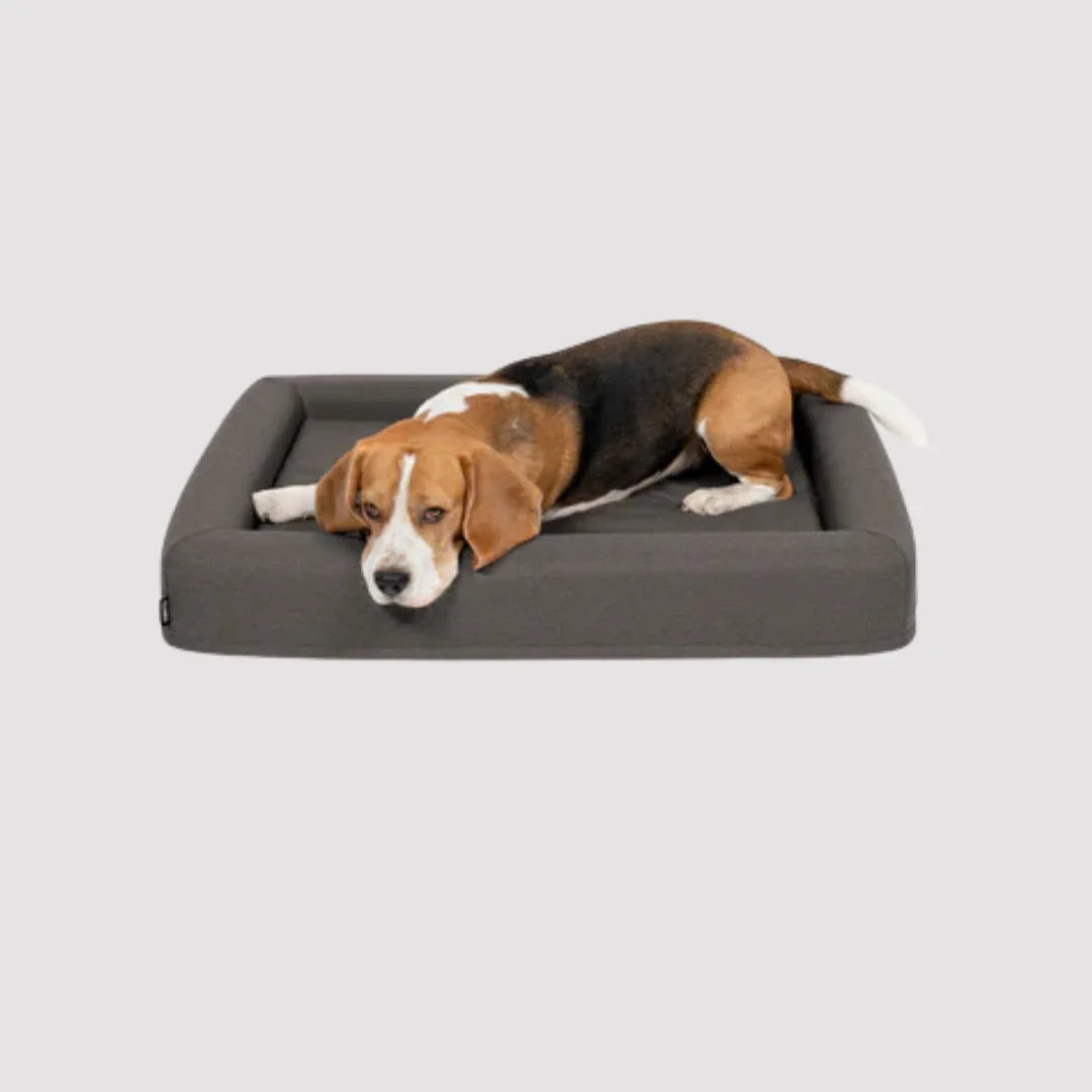FINNTO® Hundebett orthopädisch | Antiallergen | FAIRTRADE zertifiziert & Oeko-Tex® Standard | Dunkelgrau | Fräulein Plath