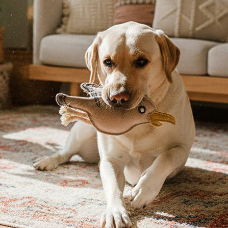 Heller Labrador mit dem BUDDY. Lederspielzeug Giggi Möwe im Maul auf einem Teppich im Wohnzimmer
 
