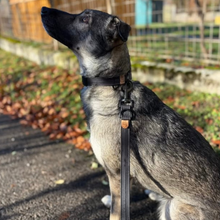 Lade das Bild in den Galerie-Viewer, Hundehalsband mit Klickverschluss | Korkleder | Umweltfreundlich | Robust &amp; Vegan | Schwarz/Schwarz
