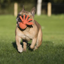 Lade das Bild in den Galerie-Viewer, Öko-Hundespielzeug &quot;Thaddäus&quot; | 100% Baumwolle &amp; recyclebar | Natürliche Zahnpflege
