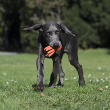 Lade das Bild in den Galerie-Viewer, Öko-Hundespielzeug &quot;Thaddäus&quot; | 100% Baumwolle &amp; recyclebar | Natürliche Zahnpflege
