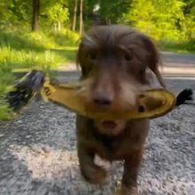 Lade das Bild in den Galerie-Viewer, Nachhaltiges Hundespielzeug &quot;Barne Banane&quot; | Robust &amp; 100% schadstofffrei | Upcycling Leder &amp; natürliche Baumwolle
