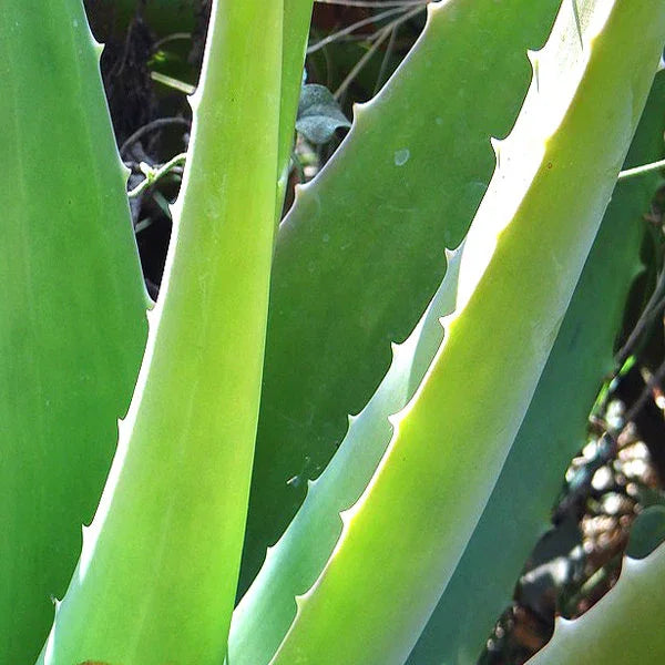 Bio-Hundeseife Lütten Strolchi | Aloe Vera | Feuchtigkeit & Pflege