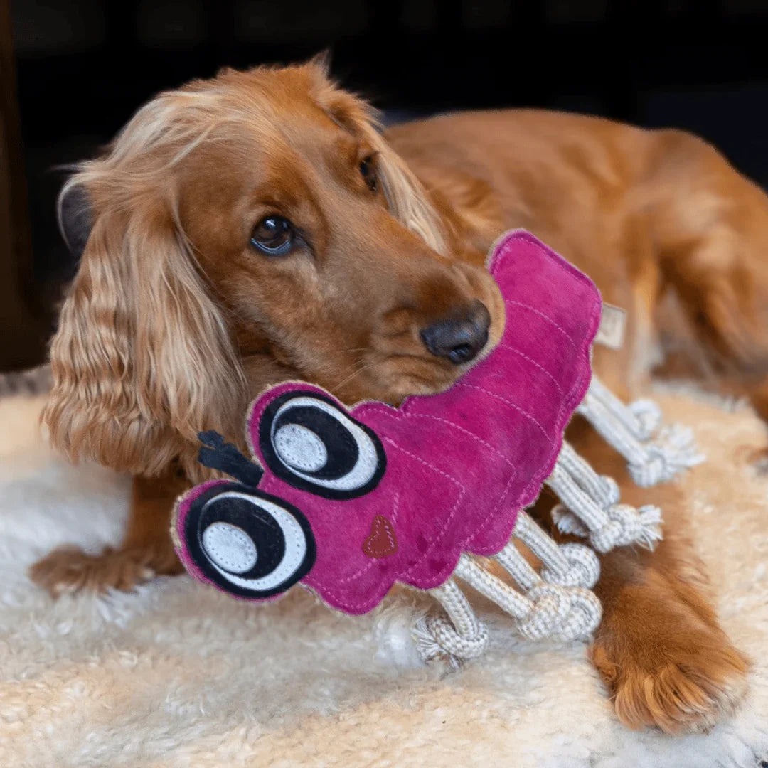 Nachhaltiges Fräulein Plath Hundespielzeug 