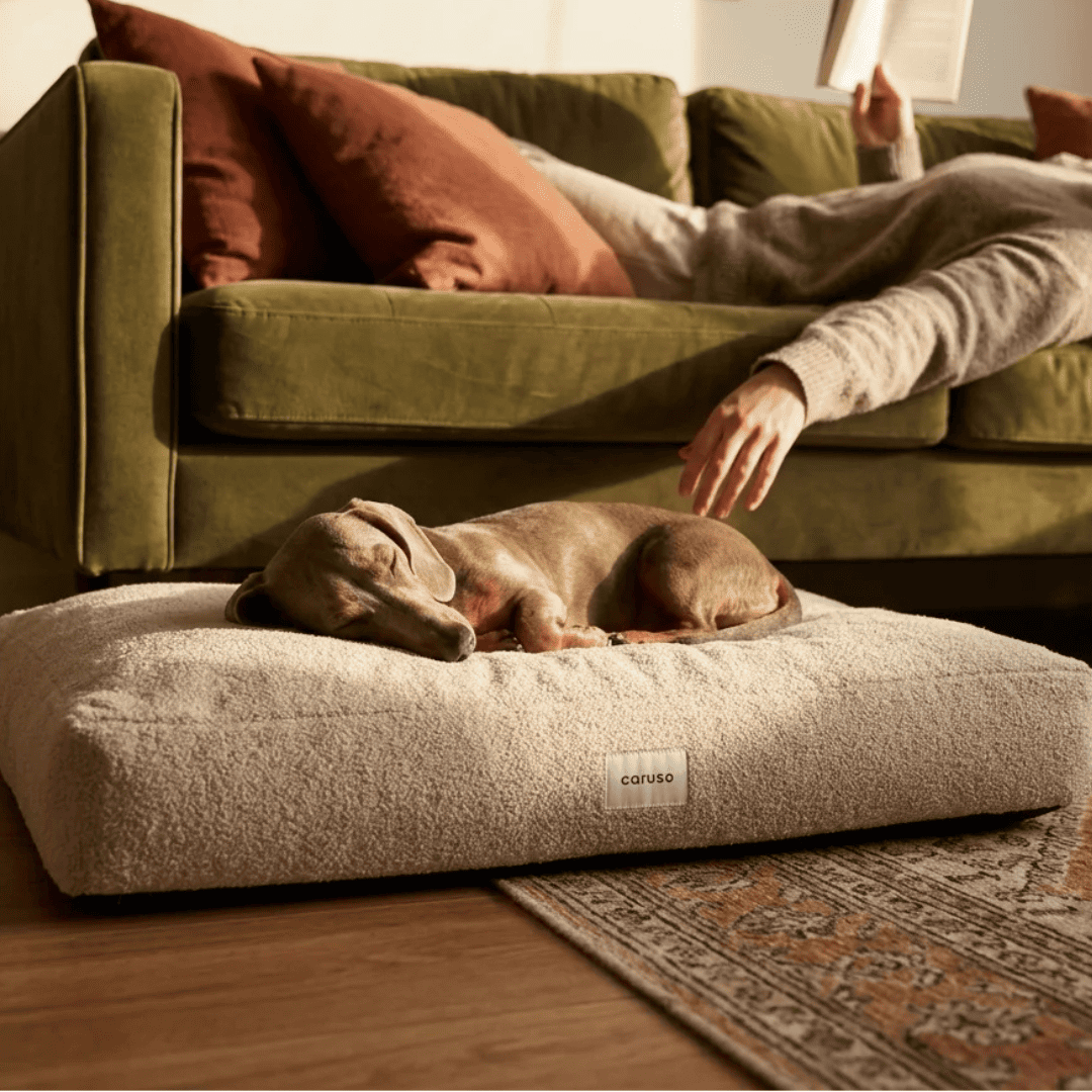 Hundebett Teddy von Caruso - orthopädisch & recycelt - Oeko-Tex® Standard - 3 Farben & Größen | Fräulein Plath - Beige  Grün - Rosa