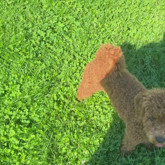Nachhaltiges Hundespielzeug Piet Toy Pudel von Fräulein Plath robust Video in der Natur | schadstofffrei und robust