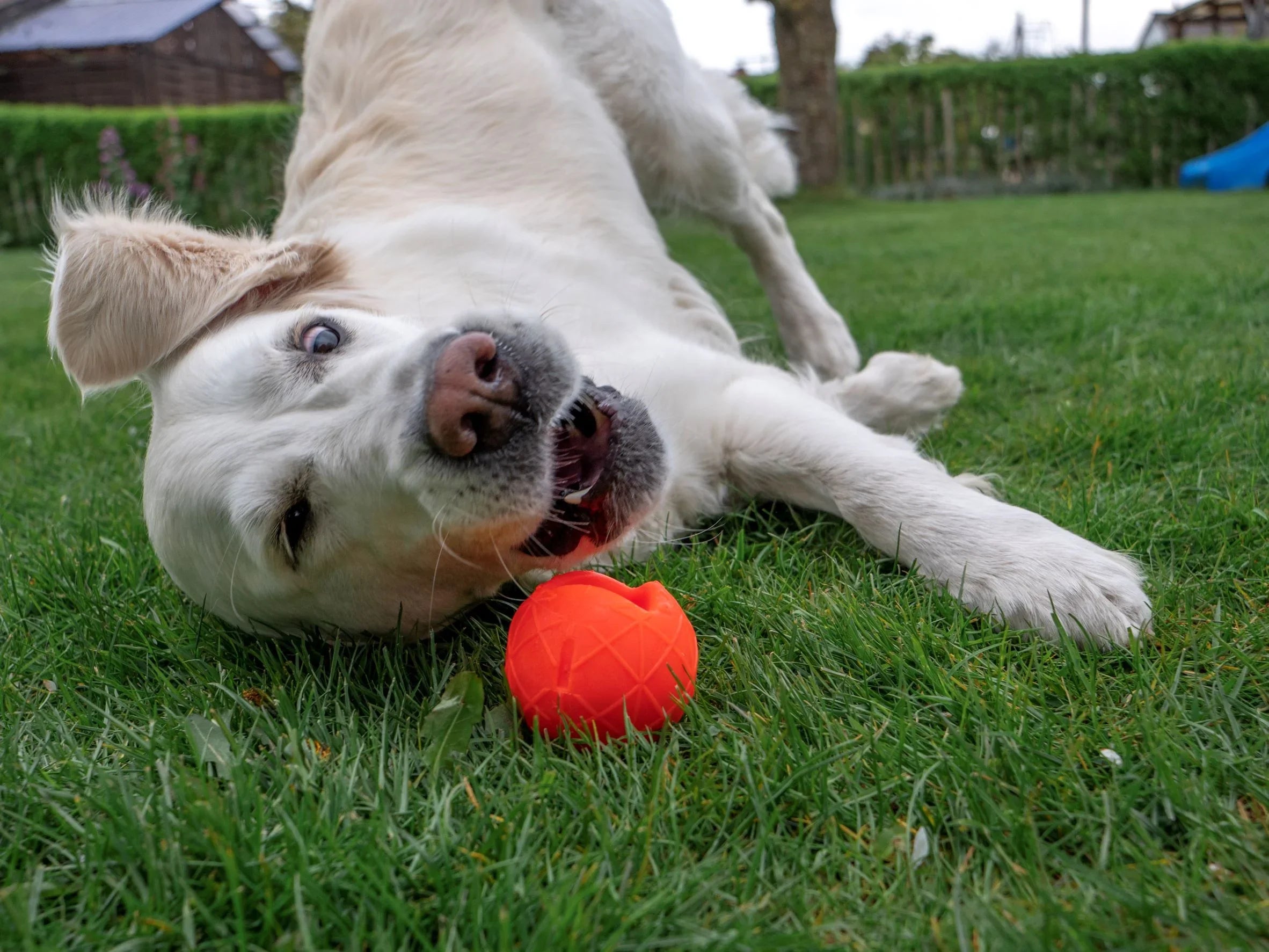 Öko Hundeball | Orange | BPA-frei | 100% recyclebar & Made in Germany| 2 Größen | Fräulein Plath